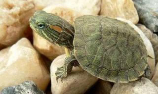 密西西比红耳龟长多大 密西西比红耳龟